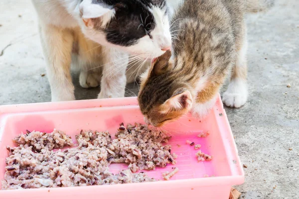 Evsiz kedi ve küçük kedicik pirinç yemeği yeme — Stok fotoğraf