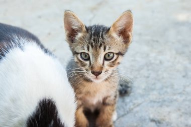 küçük kedi kentlerinden biri oturuyor. Tayland