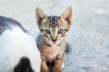 küçük kedi kentlerinden biri oturuyor. Tayland