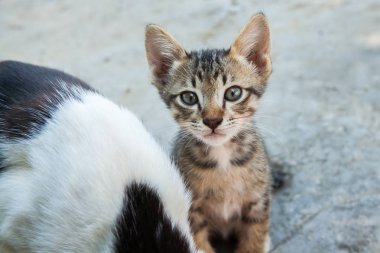 küçük kedi kentlerinden biri oturuyor. Tayland