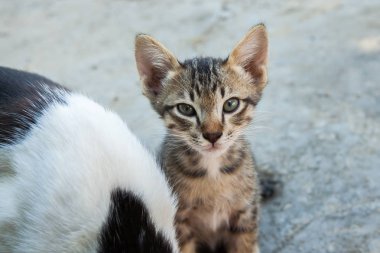 küçük kedi kentlerinden biri oturuyor. Tayland