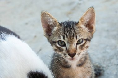 küçük kedi kentlerinden biri oturuyor. Tayland