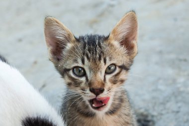 küçük kedi kentlerinden biri oturuyor. Tayland