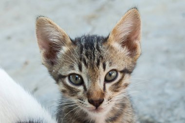 küçük kedi kentlerinden biri oturuyor. Tayland