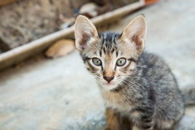 küçük kedi kentlerinden biri oturuyor. Tayland
