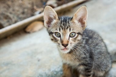 küçük kedi kentlerinden biri oturuyor. Tayland