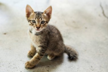 küçük kedi kentlerinden biri oturuyor. Tayland