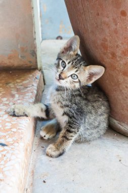 küçük kedi kentlerinden biri oturuyor. Tayland