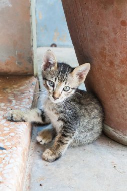 küçük kedi kentlerinden biri oturuyor. Tayland