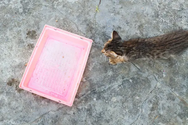 Plateau vide de riz avec un chat errant en attente de nourriture . — Photo