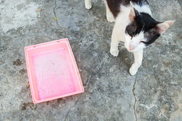 Nasi kosong nampan dengan kucing liar menunggu makanan . — Stok Foto