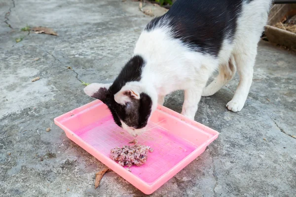 Kucing tunawisma makan nasi di piring — Stok Foto
