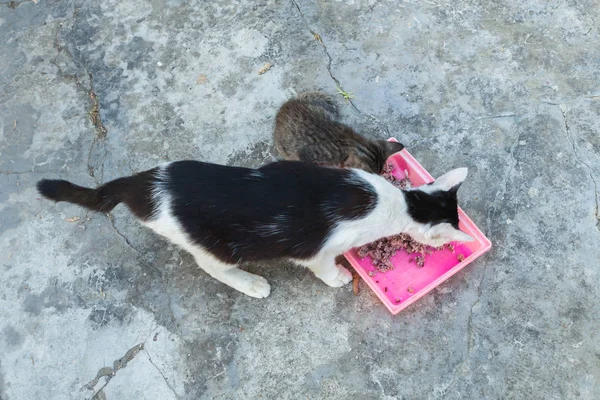 Бездомный кот и маленький котенок едят рис на тарелке — стоковое фото