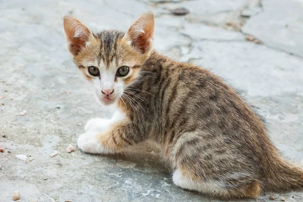 Kleine Katze sitzt in einer der Städte. — Stockfoto