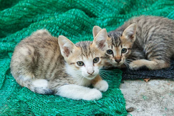 Pequeño gato en la calle — Foto de Stock