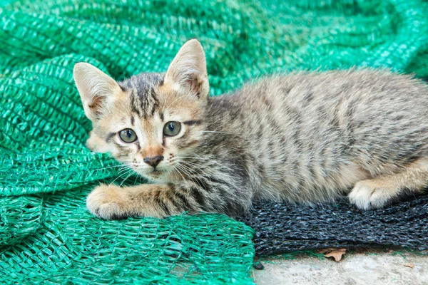 Маленькая кошка на улице — стоковое фото