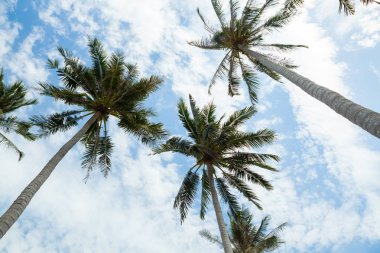 Mavi gökyüzüne karşı palmiye ağaçları.