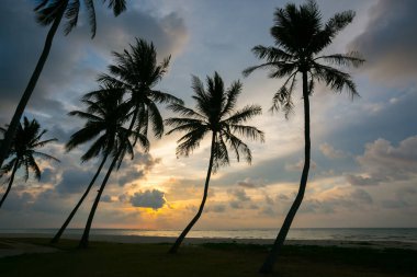 güzel gün batımı zamanda palmiye ağaçları