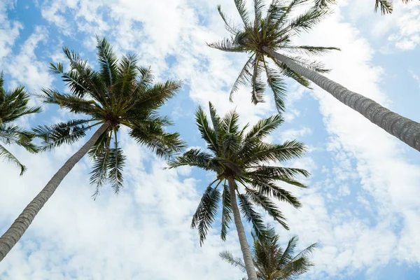 Palm trees against blue sky. — Stock Photo, Image