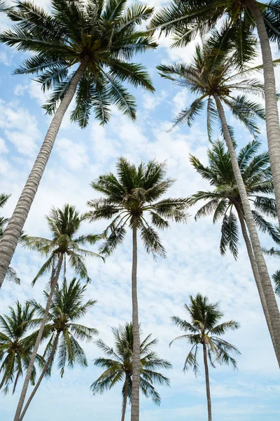 Palm trees against blue sky. — Stock Photo, Image