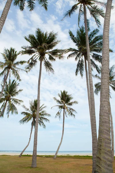 蓝天下的棕榈树. — 图库照片