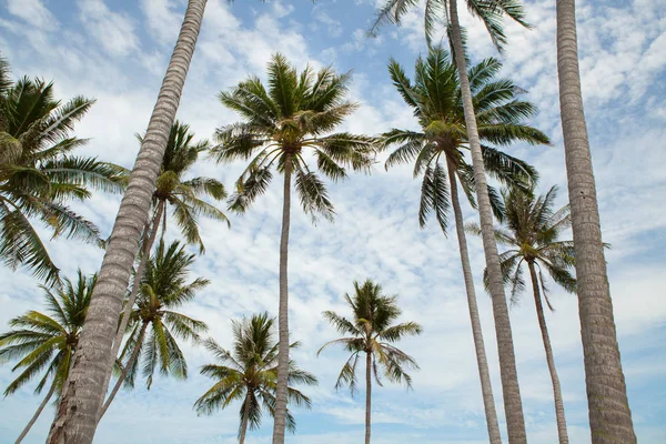 Palm trees against blue sky. — Stock Photo, Image