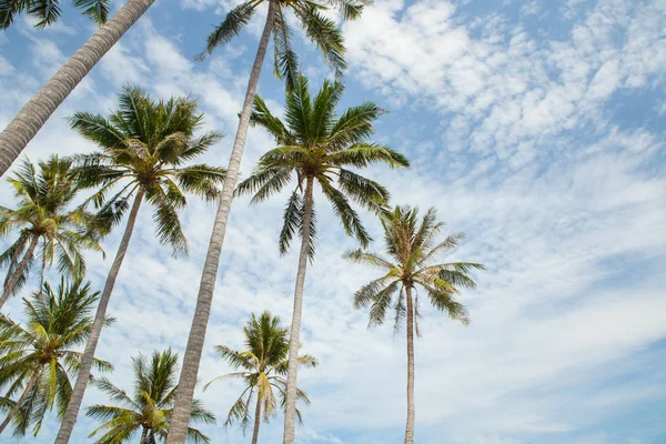 Palmeras contra el cielo azul. — Foto de Stock