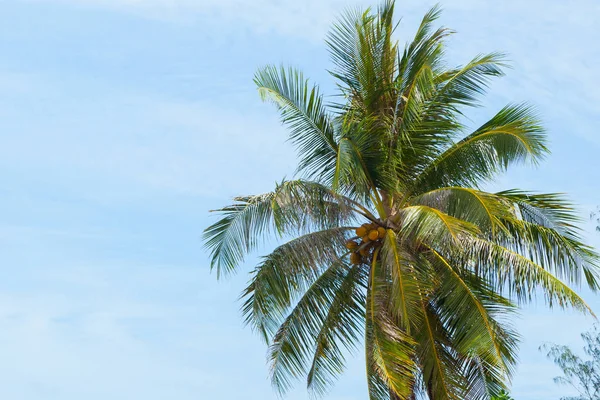 Palmy proti modré obloze. — Stock fotografie