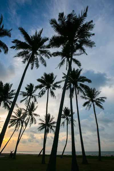 Palm trees at beautiful sunset time — Stock Photo, Image