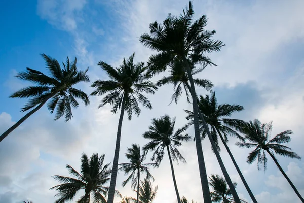 Palm trees at beautiful sunset time — Stock Photo, Image