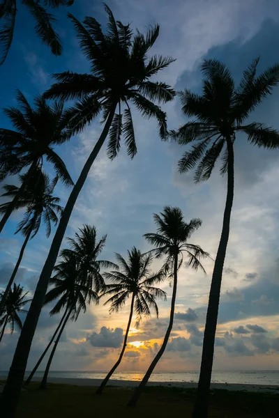 Palmbomen op mooie zonsondergang tijd — Stockfoto