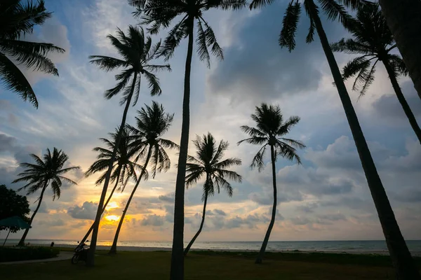 Palmbomen op mooie zonsondergang tijd Stockfoto