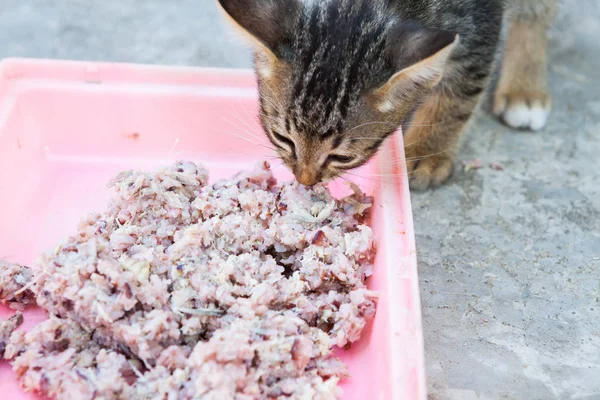 homeless  little kitty eating rice