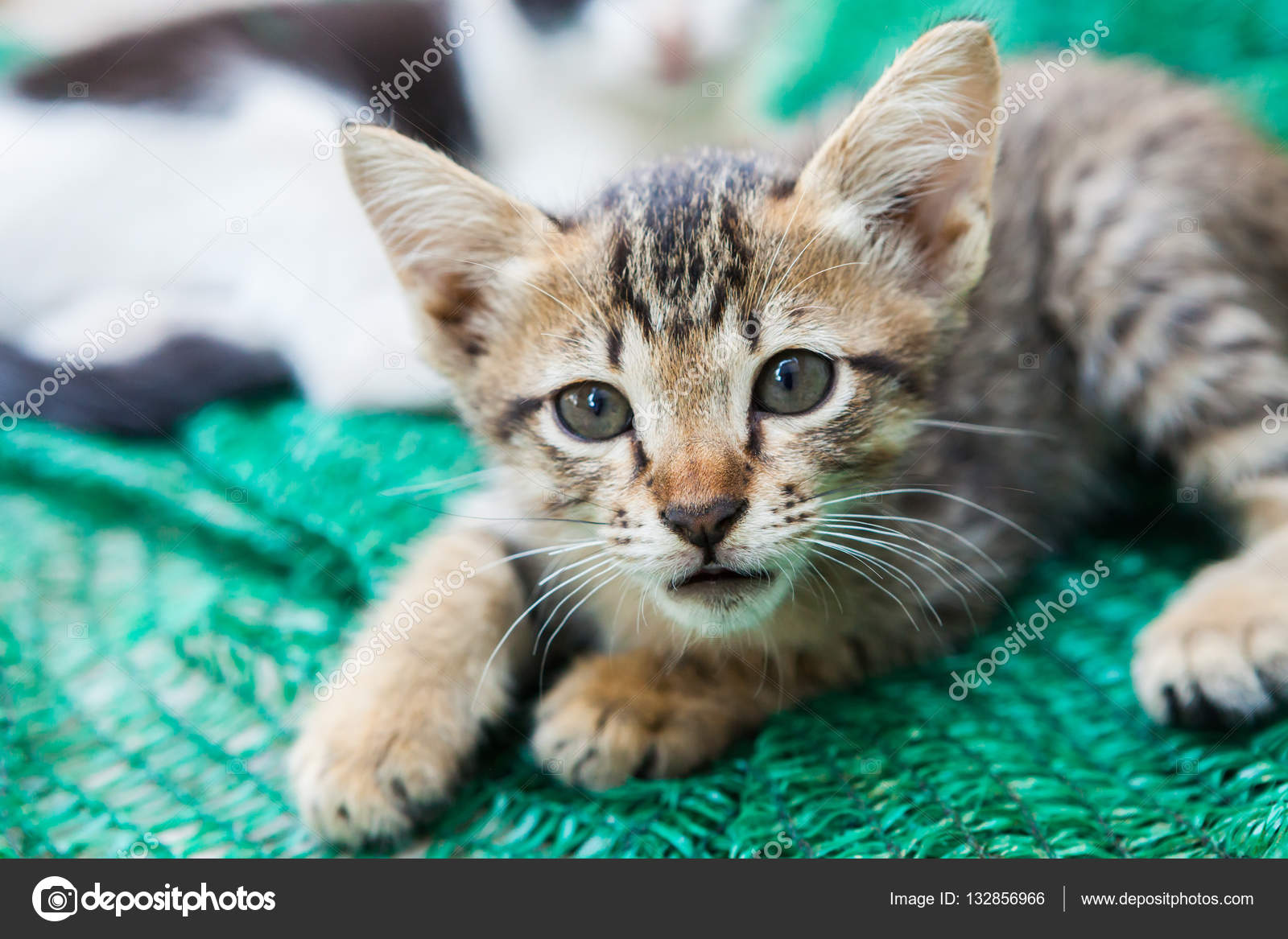 脇に置かれたメッシュにじゃれる子猫 ストック写真 C Wandee007