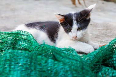 Bir kenara koymak bir kafes ile oynayan yavru kedi.