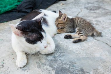kedi yerde yatarken ve yavru kedi besleme