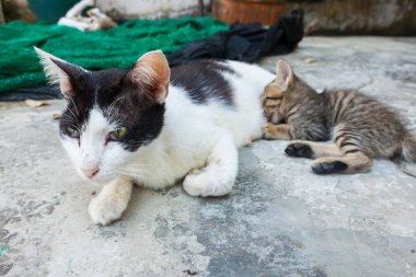 kedi yerde yatarken ve yavru kedi besleme