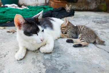 kedi yerde yatarken ve yavru kedi besleme
