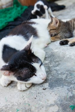 kedi yerde yatarken ve yavru kedi besleme