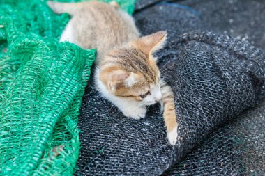 Bir kenara koymak bir kafes ile oynayan yavru kedi.