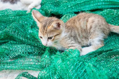 Bir kenara koymak bir kafes ile oynayan yavru kedi.