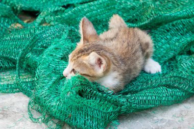 Bir kenara koymak bir kafes ile oynayan yavru kedi.