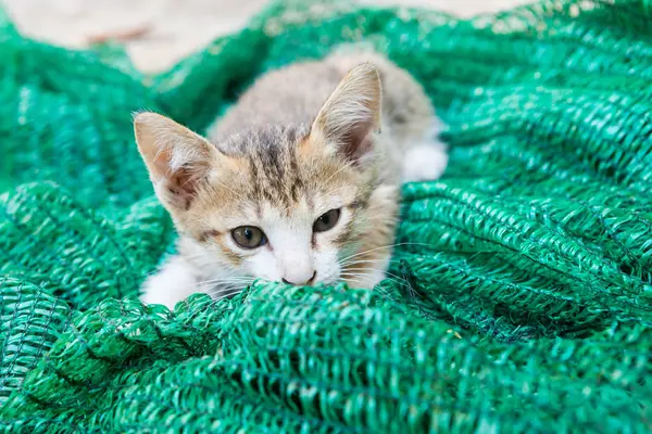 Gatito jugando con una malla que fue puesta a un lado . — Foto de Stock