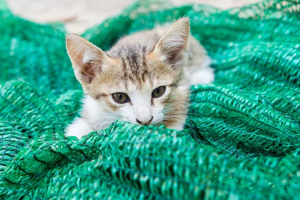 Gatito Jugando Con Una Malla Que Fue Puesta Lado — Foto de Stock