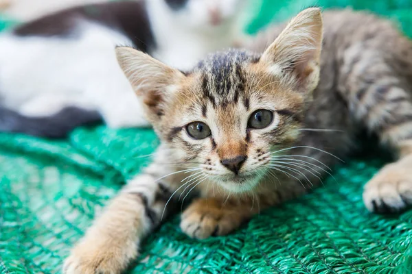 Gatito jugando con una malla que fue puesta a un lado . — Foto de Stock