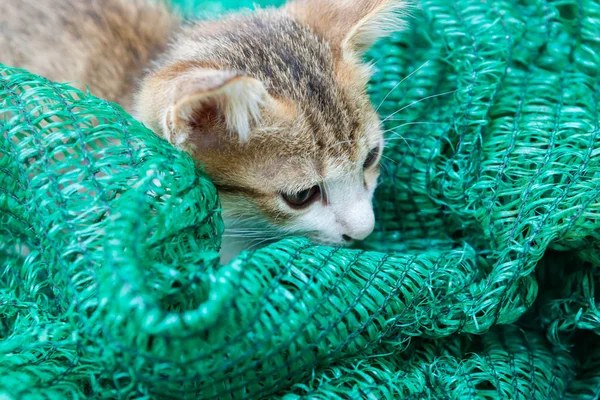 Bir kenara koymak bir kafes ile oynayan yavru kedi. — Stok fotoğraf