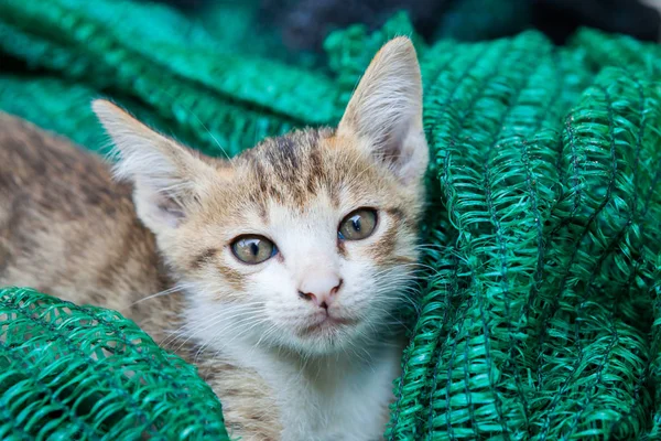 Gatito jugando con una malla que fue puesta a un lado . — Foto de Stock