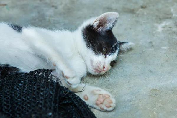 Котенок играет с сеткой, которая была отложена . — стоковое фото