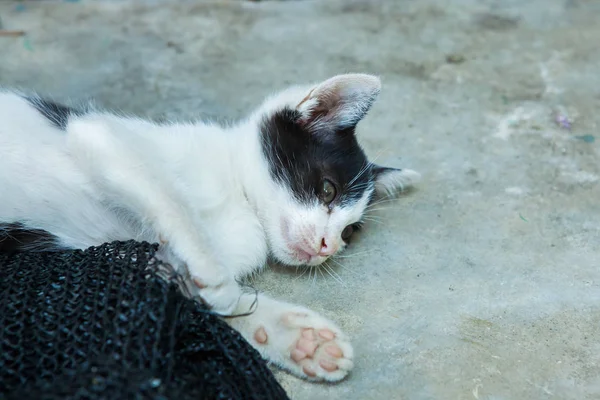 Kitten bermain dengan jala yang disisihkan . — Stok Foto