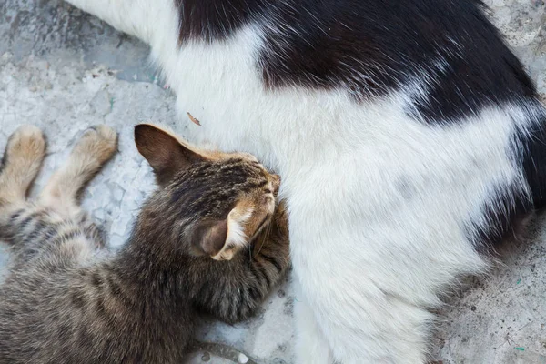Кошка лежит на полу и кормит котенка — стоковое фото